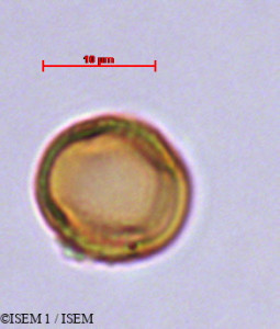 Echiochilon fruticosum - lame n° 29413